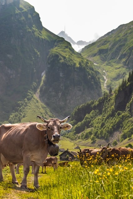 Vaca, Naturaleza, Ganado