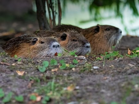 Free Nutria Nature photo and picture