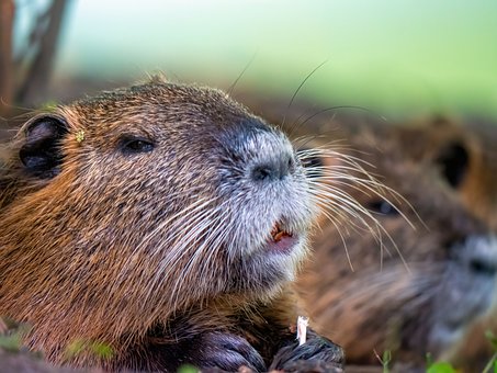 Free Nutria Rodent photo and picture