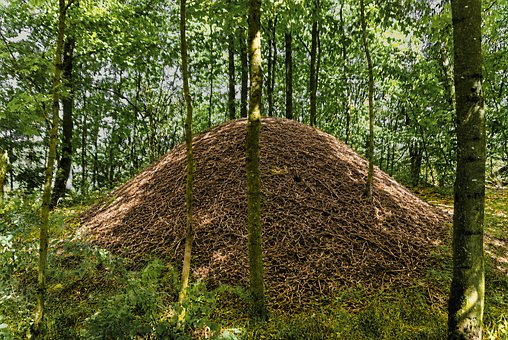 Ameisenhügel, Wald, Insekten, Sommerwald