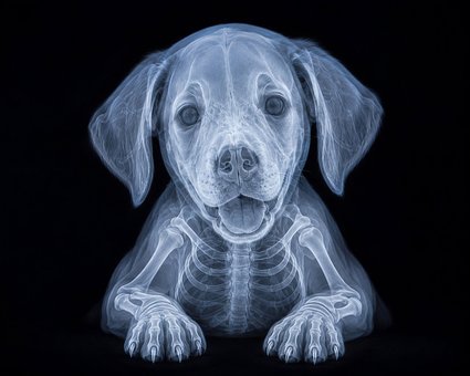 Free Animal Pet photo and picture