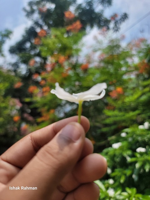 Natur, Plante, Blomst, Hvid Blomst