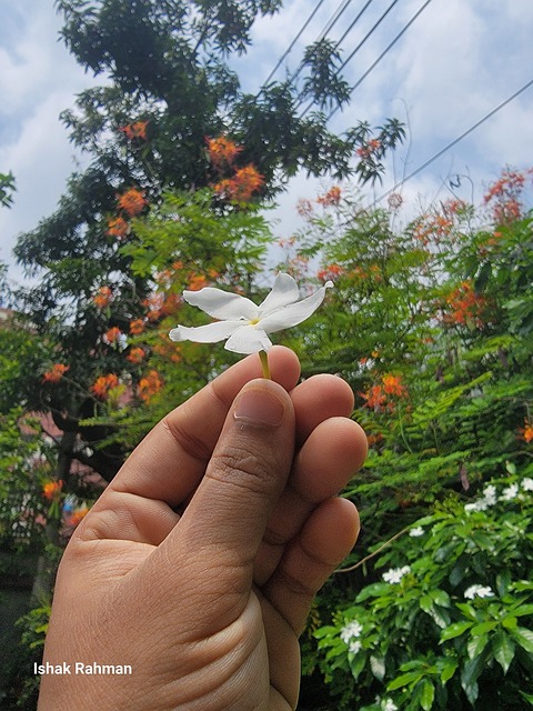 Natur, Plante, Blomst, Hvide Blomster