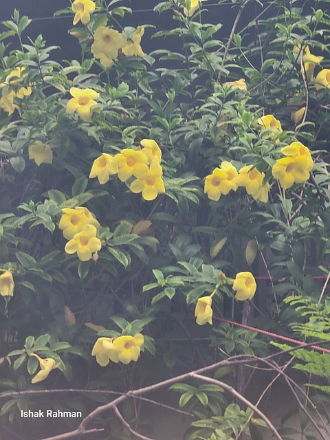Natur, Plante, Blomst, Gul, Forår