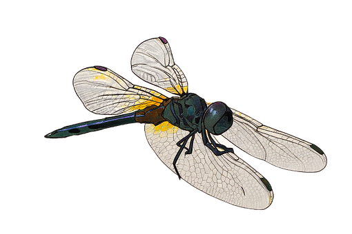Free Dragonfly Nature illustration and picture