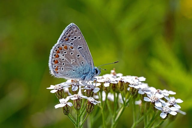 Free Butterfly Beautiful Flowers photo and picture