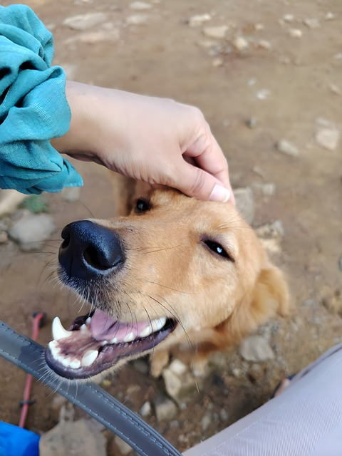 Free Dog Pet photo and picture