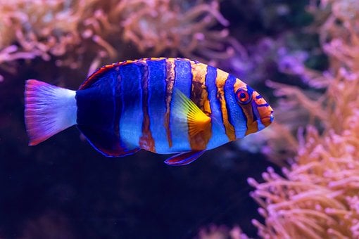 Free Harlequin Tuskfish Aquarium photo and picture