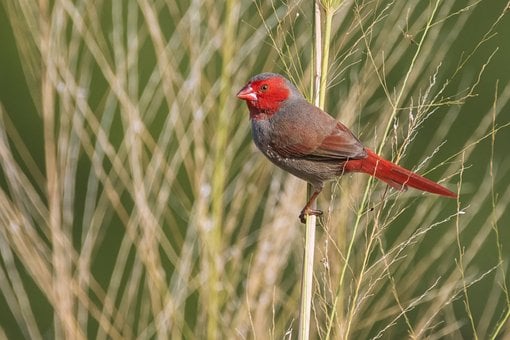 Free Crimson Finch Bird photo and picture
