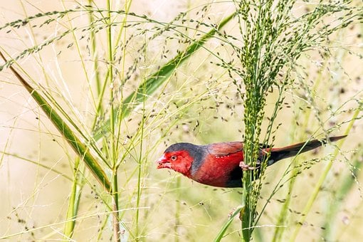Free Red Finch Nature photo and picture