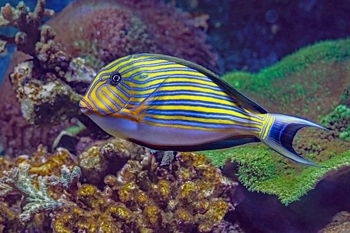 Free Bluelined Surgeonfish Coral Reef photo and picture