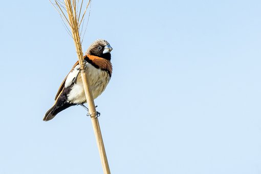 Free Bird Chestnut-Breasted Mannikin photo and picture