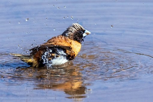 Free Bird Water Bird photo and picture