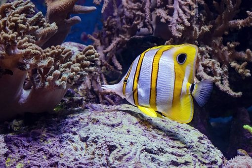 Free Butterfly Fish Aquarium photo and picture