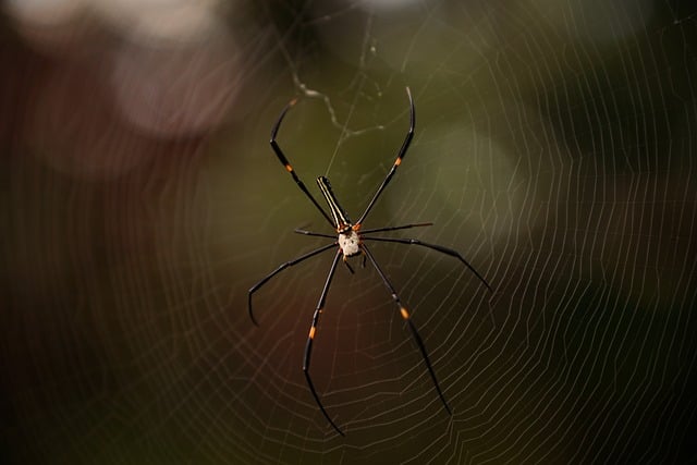 Spinne, Netz, Coole Hintergründe