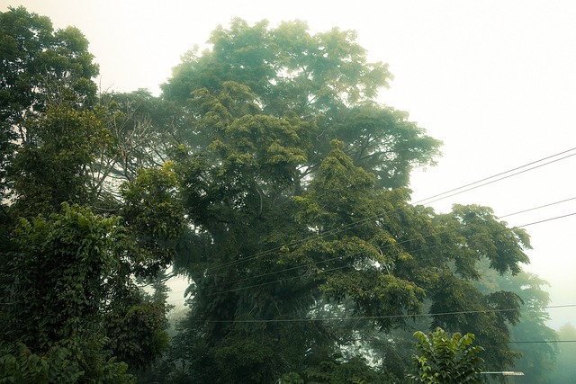Baum, Wald, Rauch, Nebel, Waldland