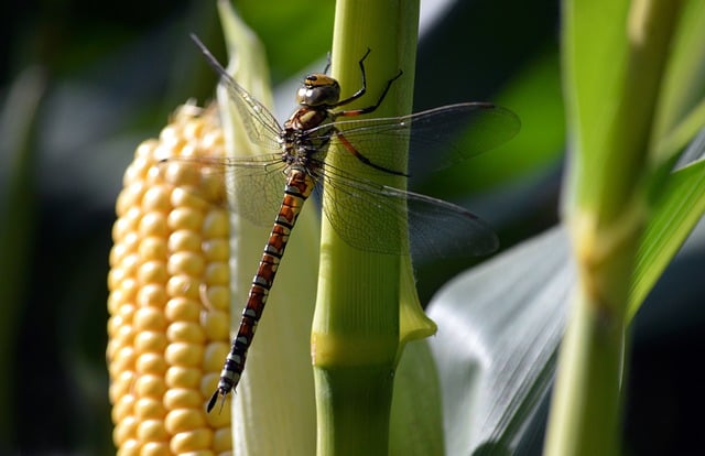 Free Dragonfly Close-Up photo and picture