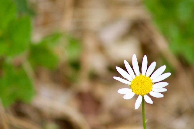 Free Daisy Flower photo and picture