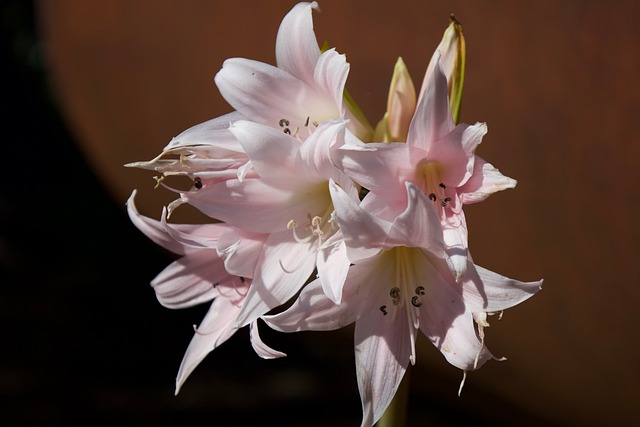 Free Flower Lily photo and picture