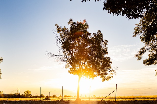 Free Tree Sunset photo and picture