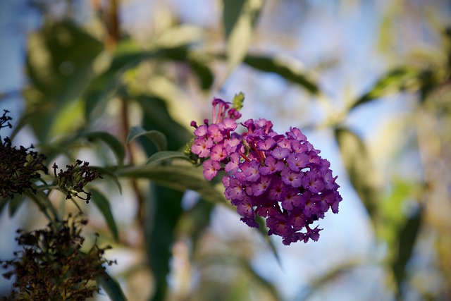 Free Flower Butterfly Bush photo and picture