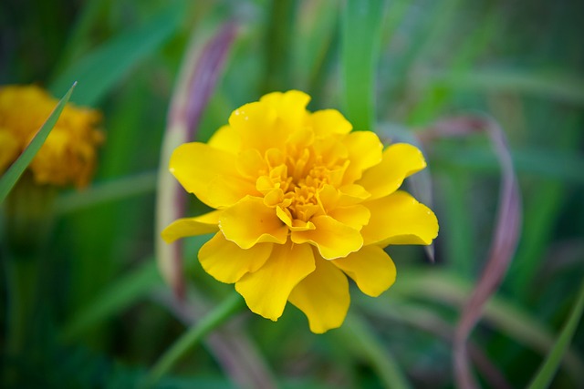 Free Flower Yellow photo and picture