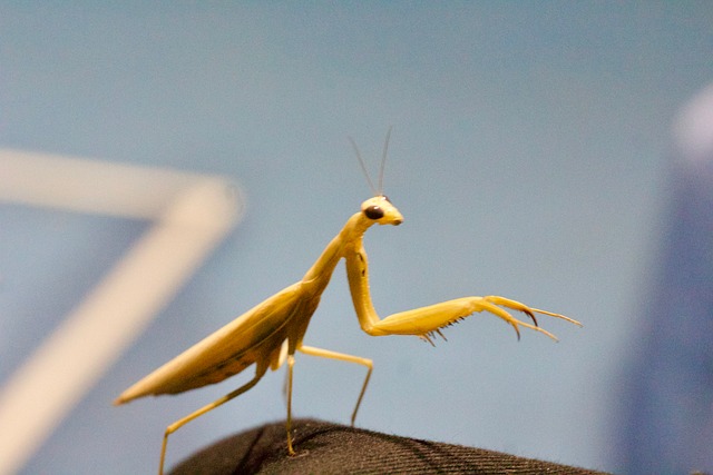 Free Praying Mantis Insect photo and picture