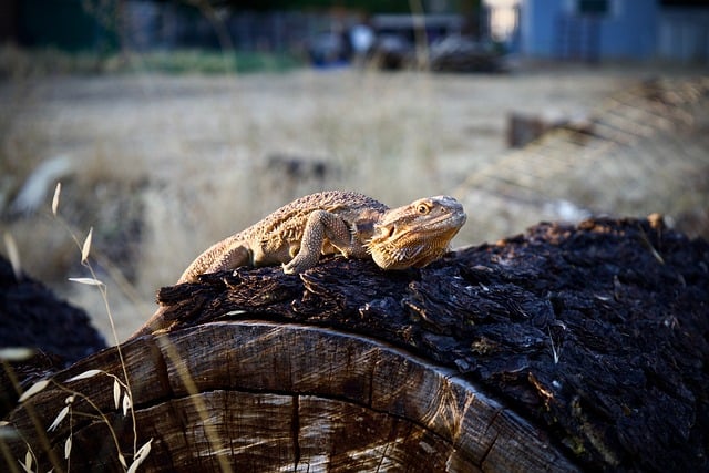 Free Agama Dragon Lizard photo and picture