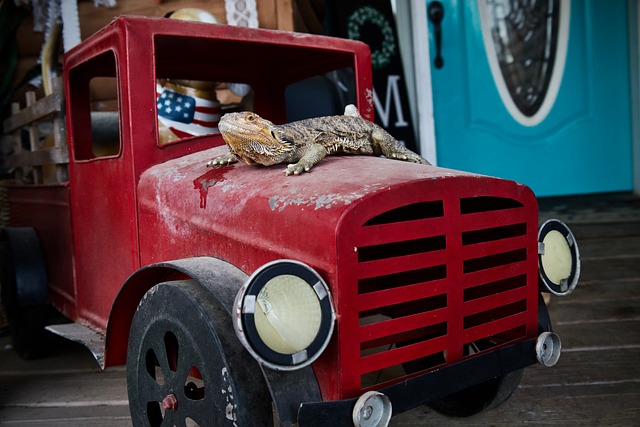 Free Lizard Red Truck photo and picture