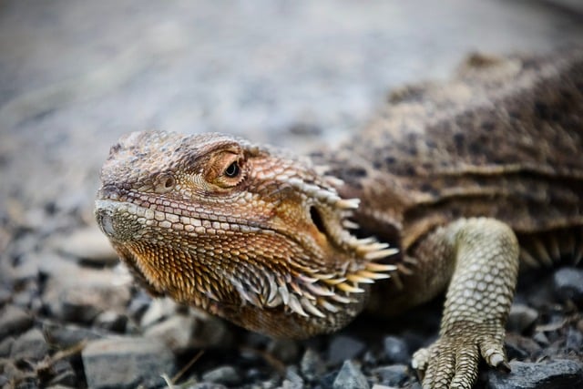 Free Bearded Dragon Reptile photo and picture
