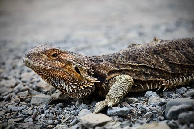 Free Bearded Dragon Reptile photo and picture