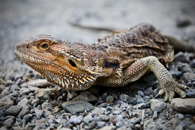 Free Agama Reptile photo and picture