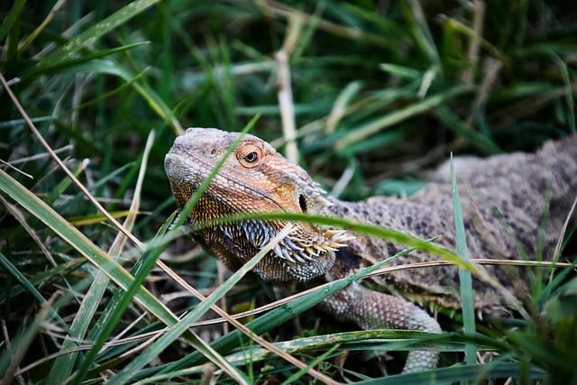 Free Reptile Lizard photo and picture