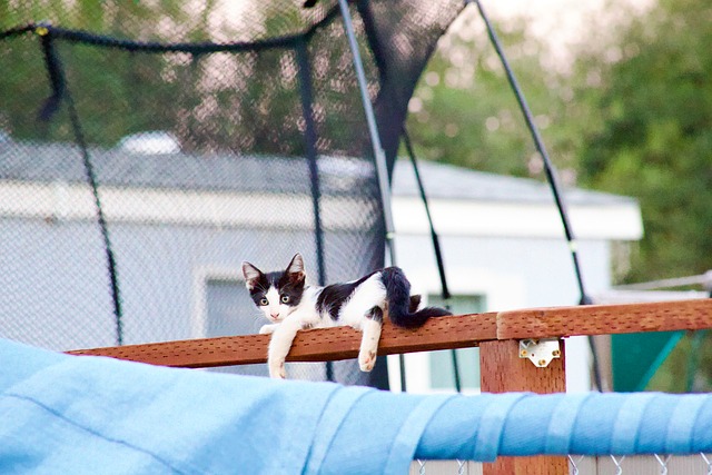 Free Kitten Playing photo and picture