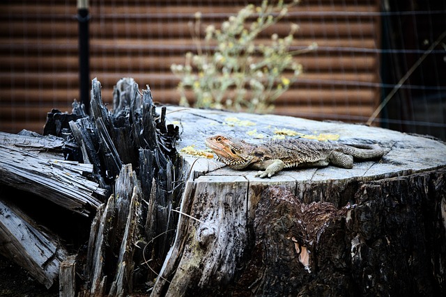 Free Lizard Tree Stump photo and picture