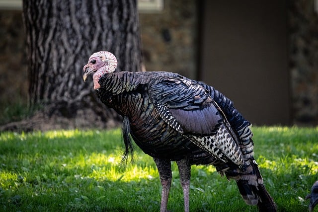 Free Turkey Wildlife photo and picture