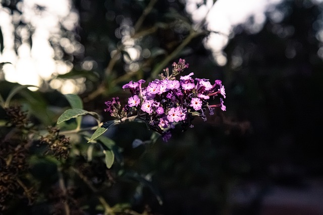 Free Flowers Purple photo and picture