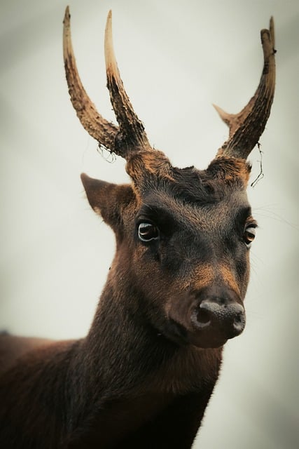 Hirsch, Geweih, Säugetier, Wildtier