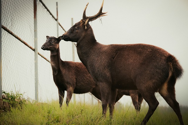 Sambar, Hirsch, Natur, Wildtiere, Geweih
