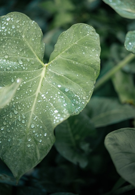 Blatt, Makro, Natur, Wasser, Tropfen