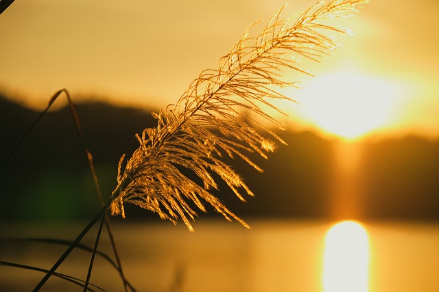 Schilfrohr, Sonnenuntergang, Silhouette