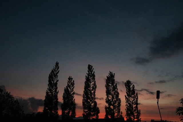 Sonnenuntergang, Baumsilhouetten