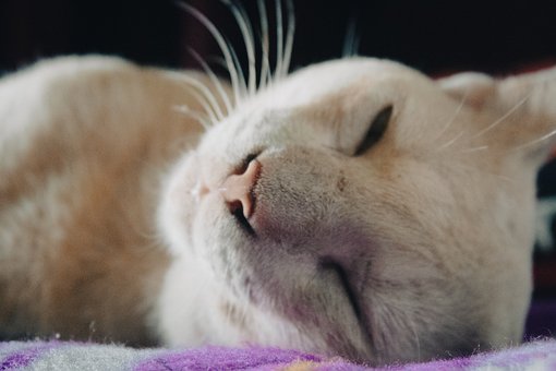 Katt, Sove, Søt, Koselig, Værhår