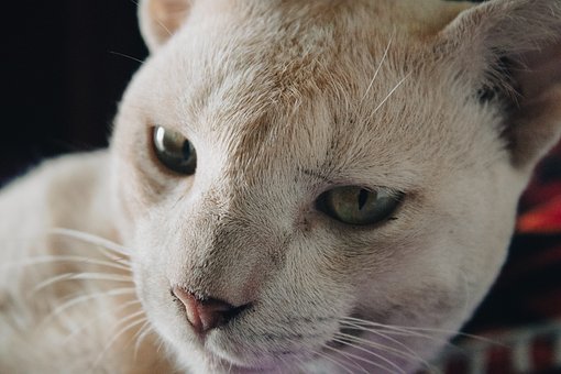 Katt, Detalj, Øyne, Pels, Portrett, Hvit