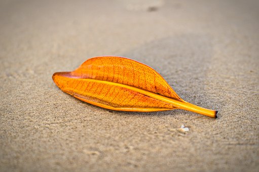 Blad, Sand, Strand, Efterår, Naturlig