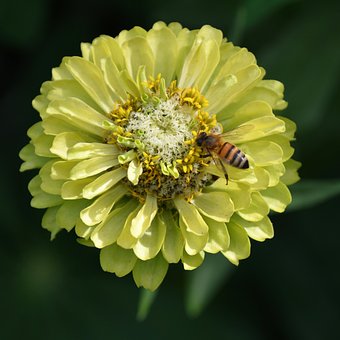 Biene, Blume, Gelb, Natur, Bestäubung
