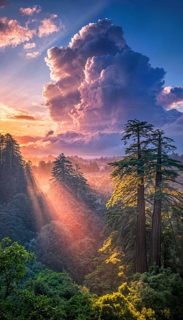 Wald, Park, Natur, Sonnenuntergang