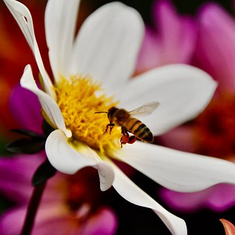 Biene, Blume, Pollen, Bestäubung, Nektar