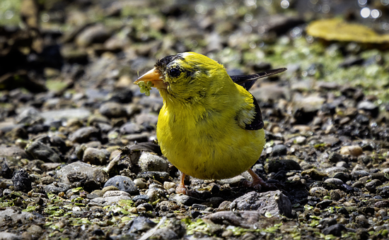 Free Goldfinch Ornithology photo and picture