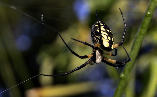 Free Spider Web photo and picture